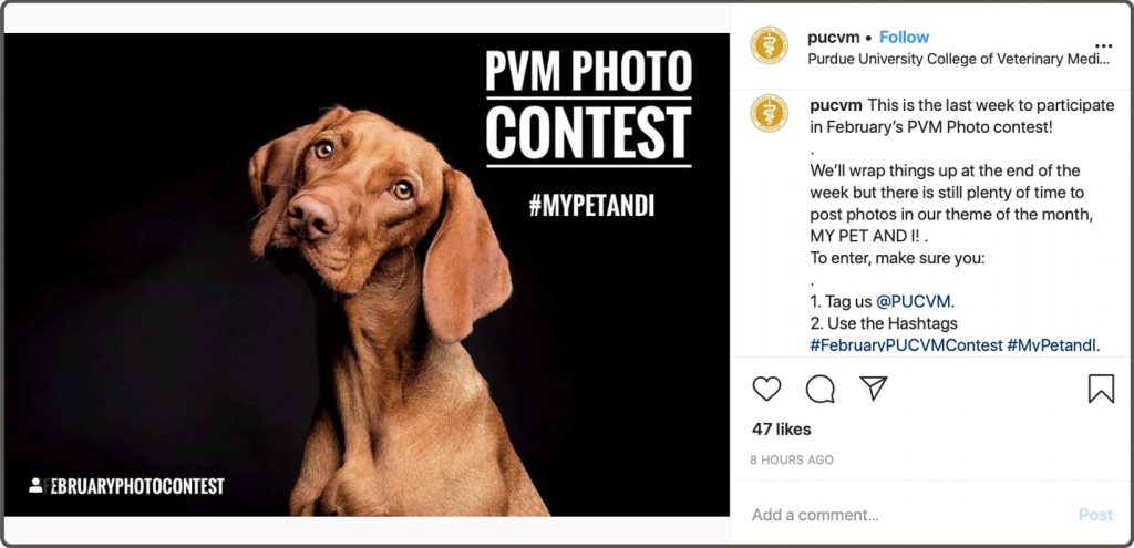 Dog Photo contest